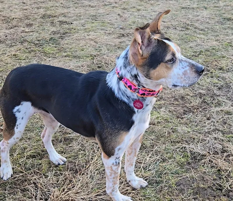 Grilled Portabella "bell" thumbnail 6