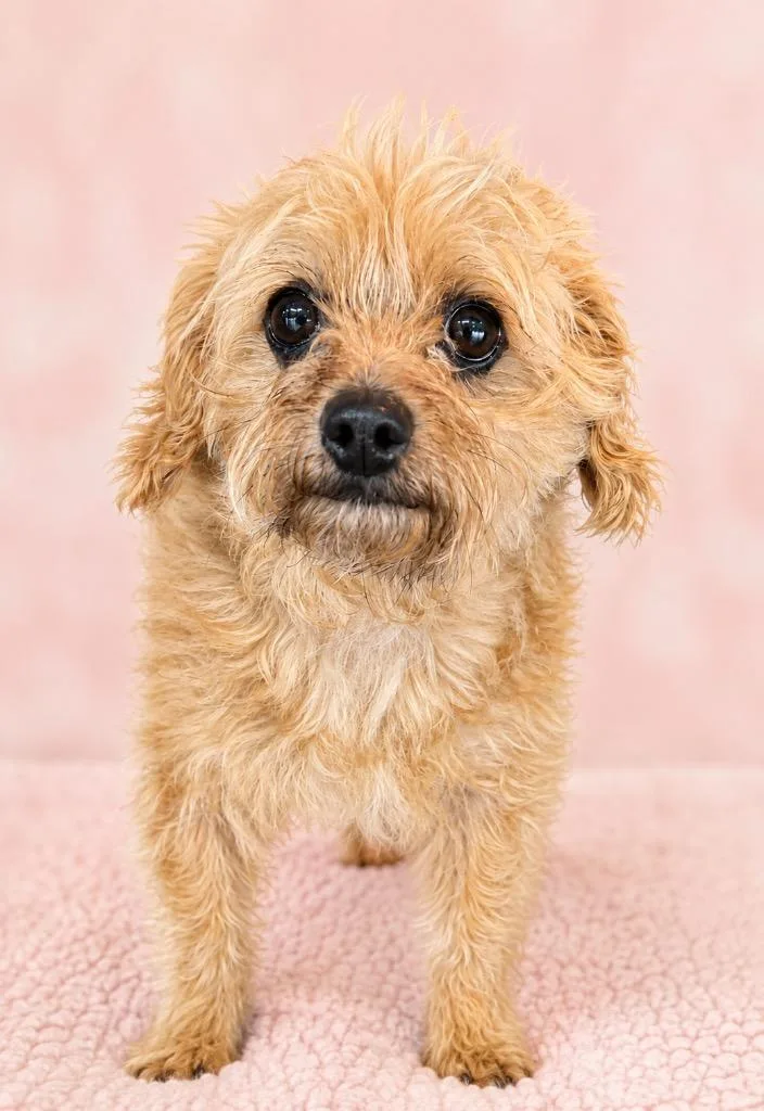 An adult small-sized male Yorkshire Terrier dog named Moby for adoption in Crossville, TN