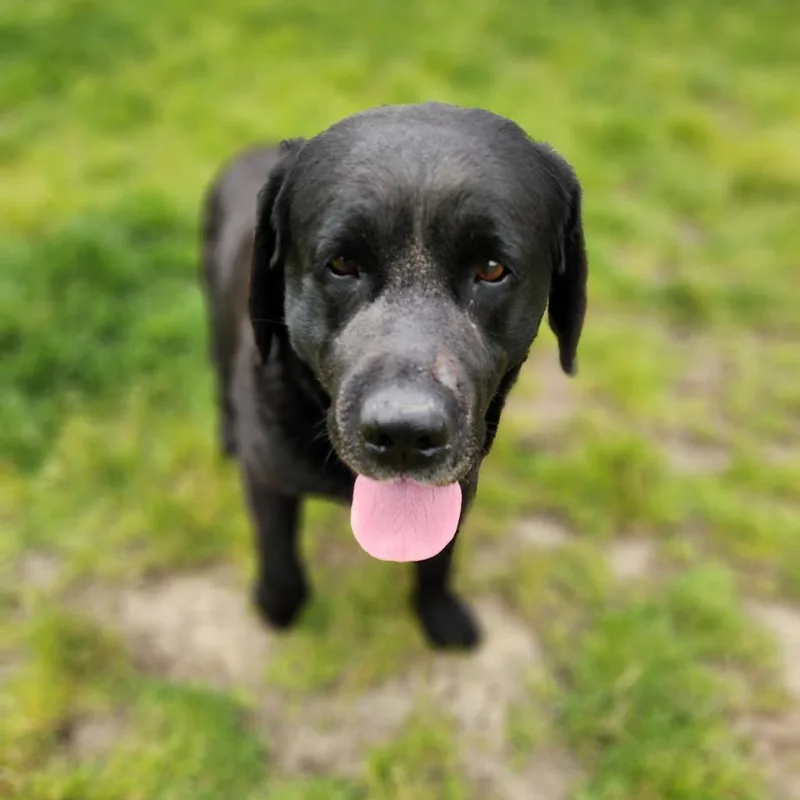 A senior large-sized male Black Labrador Retriever dog named Houston for adoption in Fort Wayne, IN