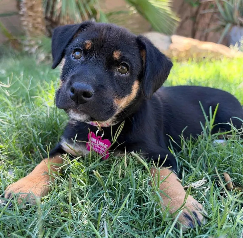 A baby medium-sized female Australian Shepherd dog named Gillian for adoption in San Tan Valley, AZ