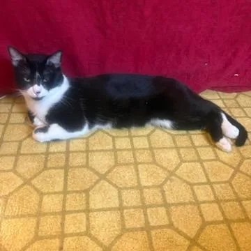 A young medium-sized male Black Domestic Short Hair cat named Jesse for adoption in Houston, TX