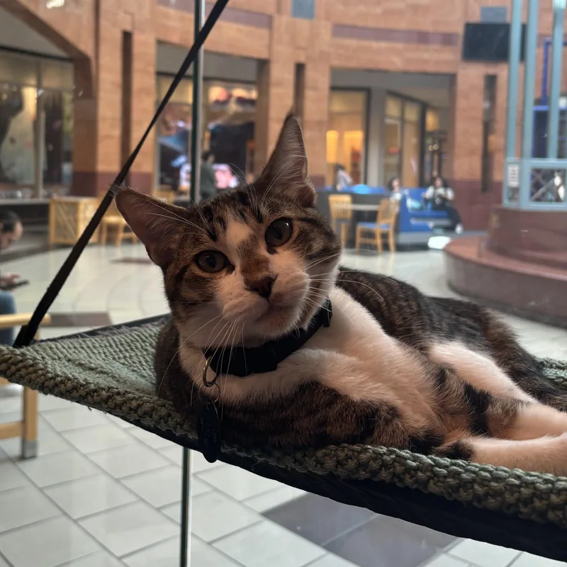 A baby medium-sized male Tabby (Brown / Chocolate) Domestic Short Hair cat named Oasis for adoption in The Colony, TX