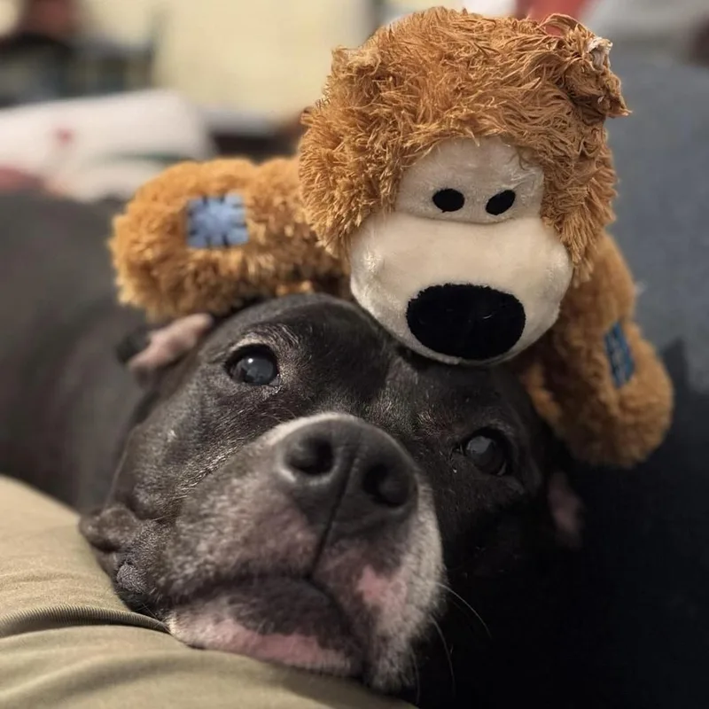 A senior large-sized female Tricolor (Brown, Black, & White) American Staffordshire Terrier dog named Carly Witwicky for adoption in Long Island City, NY