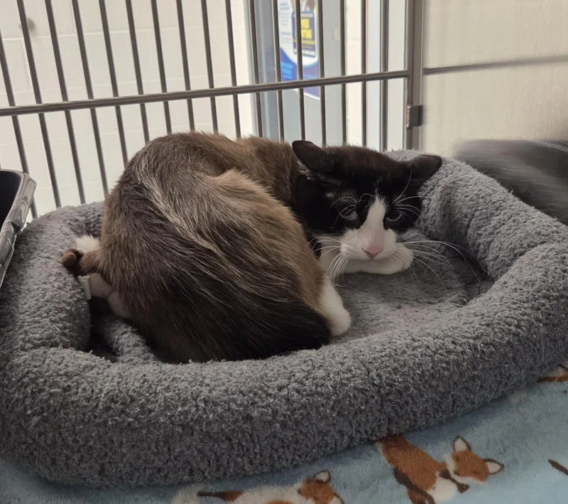 An adult medium-sized male Brown / Chocolate Siamese cat named Macchiato for adoption in Allen, TX