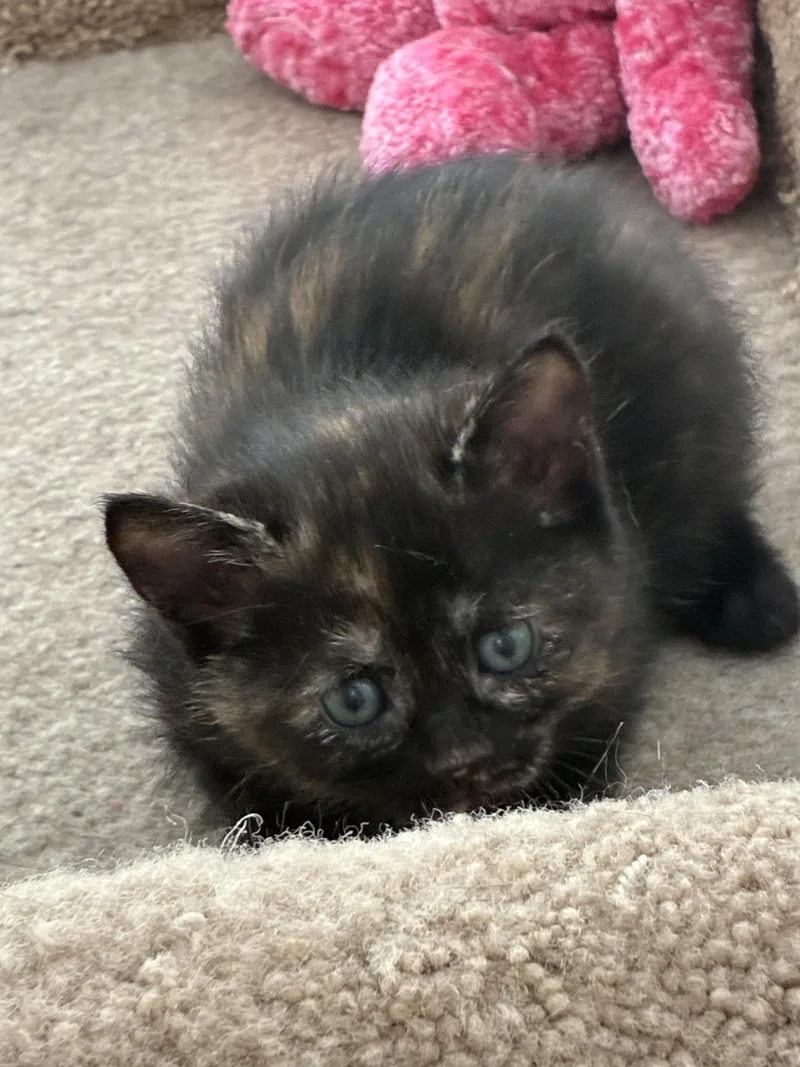 A baby medium-sized female Tortoiseshell cat named Molly for adoption in Gardnerville, NV