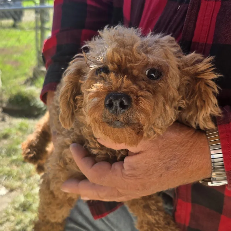 An adult small-sized female Red / Chestnut / Orange Poodle (Toy) dog named Reba for adoption in Zaleski, OH