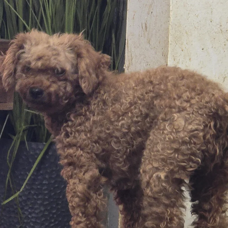 Reba thumbnail 2