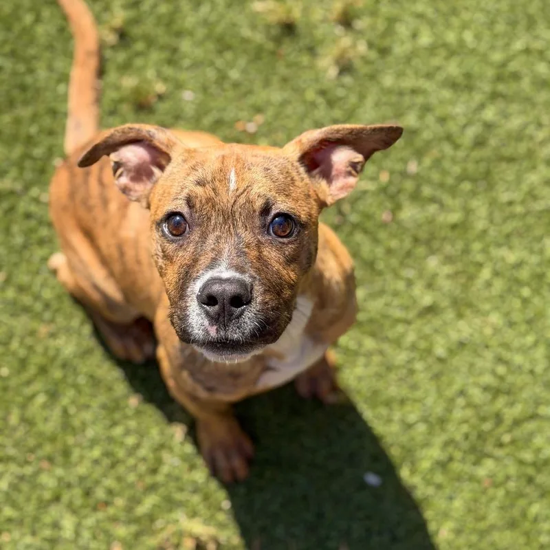 A young small-sized male Brindle Boxer dog named Batman for adoption in Gainesville, GA