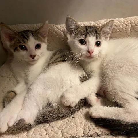 A baby small-sized male White Domestic Short Hair cat named Galaxy for adoption in Dayton, OH