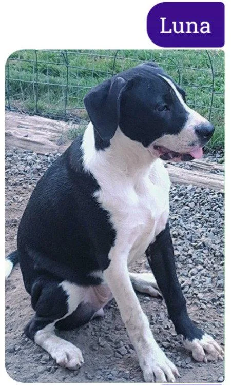 A young medium-sized female Boxer dog named Luna C for adoption in Battle Ground, WA