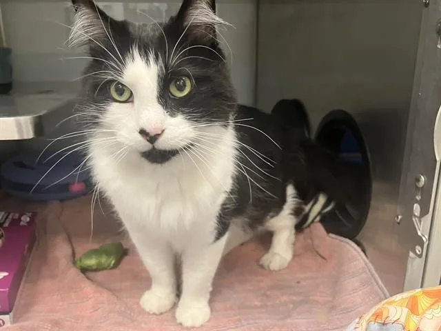 An adult medium-sized male Domestic Medium Hair cat named Moparker for adoption in Santa Cruz, CA