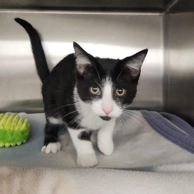 A baby small-sized female Black Domestic Short Hair cat named Blossom for adoption in Fort Wayne, IN