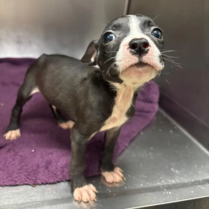 A baby small-sized male Black Mixed Breed dog named Pippy Pat for adoption in Hinesville, GA