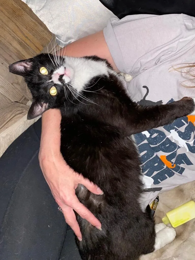 A young small-sized male Domestic Short Hair cat named Mr. Goodbar for adoption in Ogden, UT