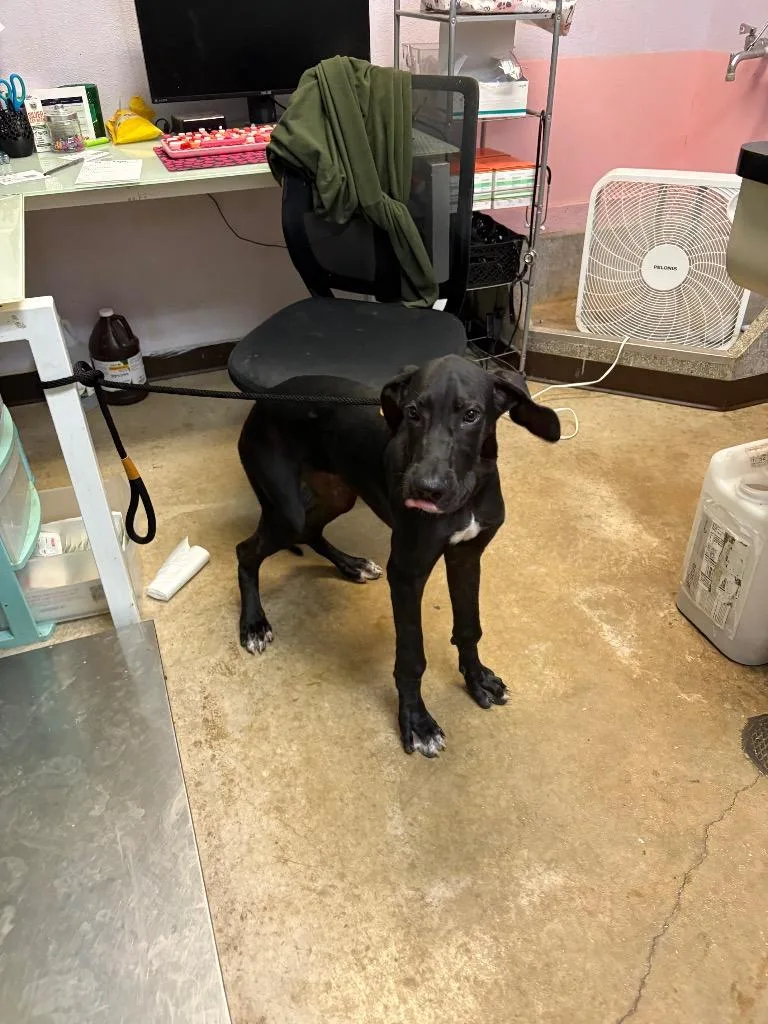 A baby medium-sized female Great Dane dog named Eden for adoption in New Braunfels, TX