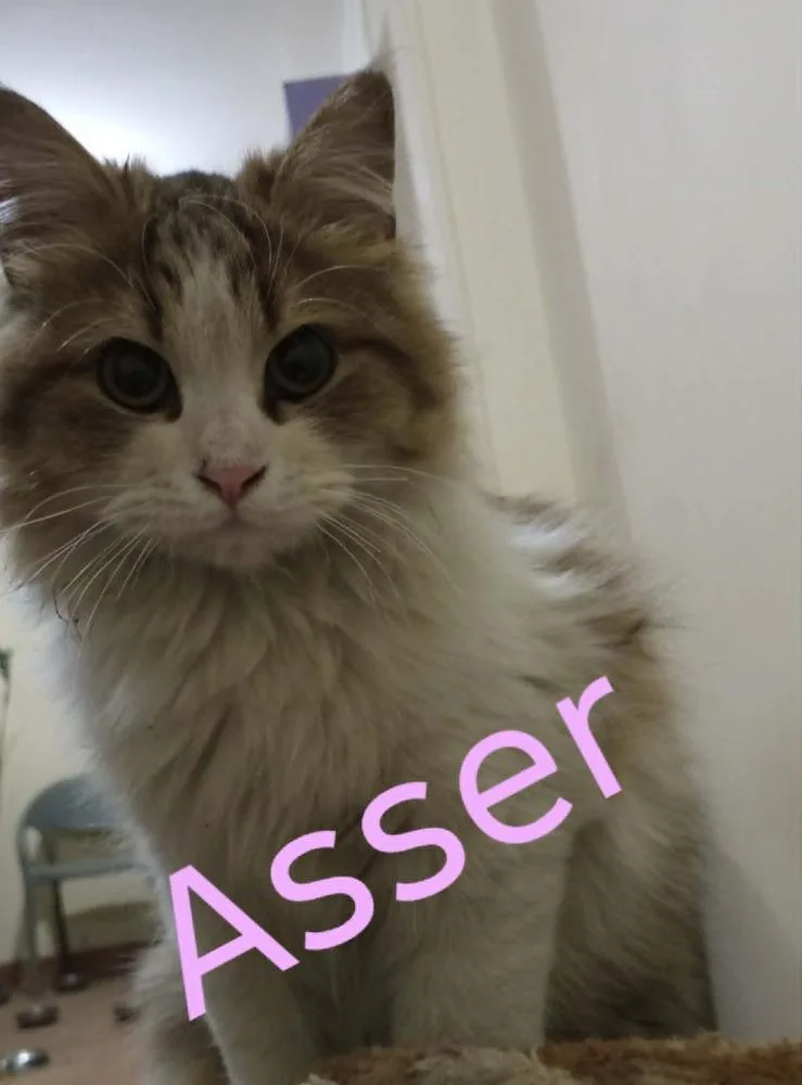 A young small-sized male Black & White / Tuxedo Persian cat named Asser for adoption in WOLCOTT, CT