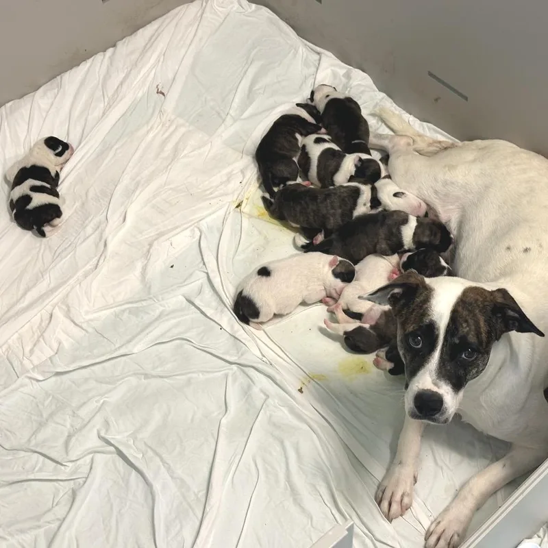 A baby medium-sized male White / Cream Terrier dog named Whizzer for adoption in LOXAHATCHEE, FL