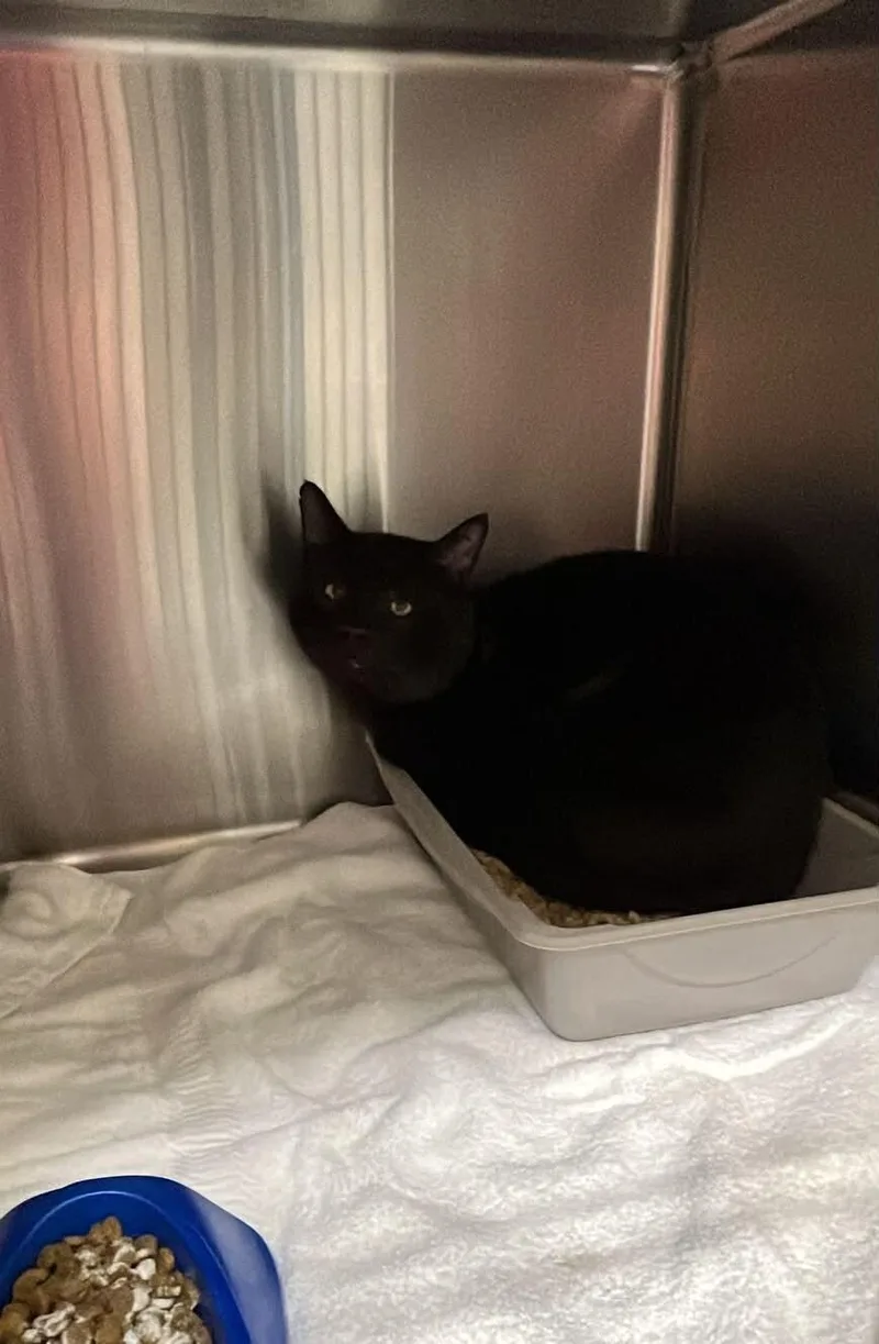 An adult medium-sized female Domestic Medium Hair cat named Unknown for adoption in Burgaw, NC