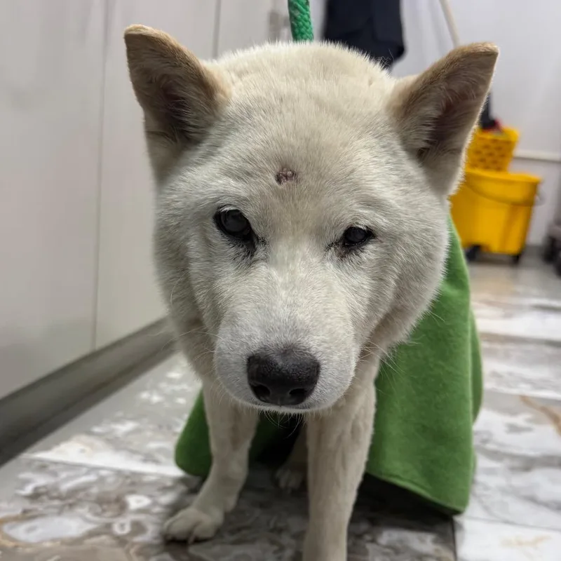 A senior small-sized male White / Cream Shiba Inu dog named Despereaux for adoption in Newark, NJ