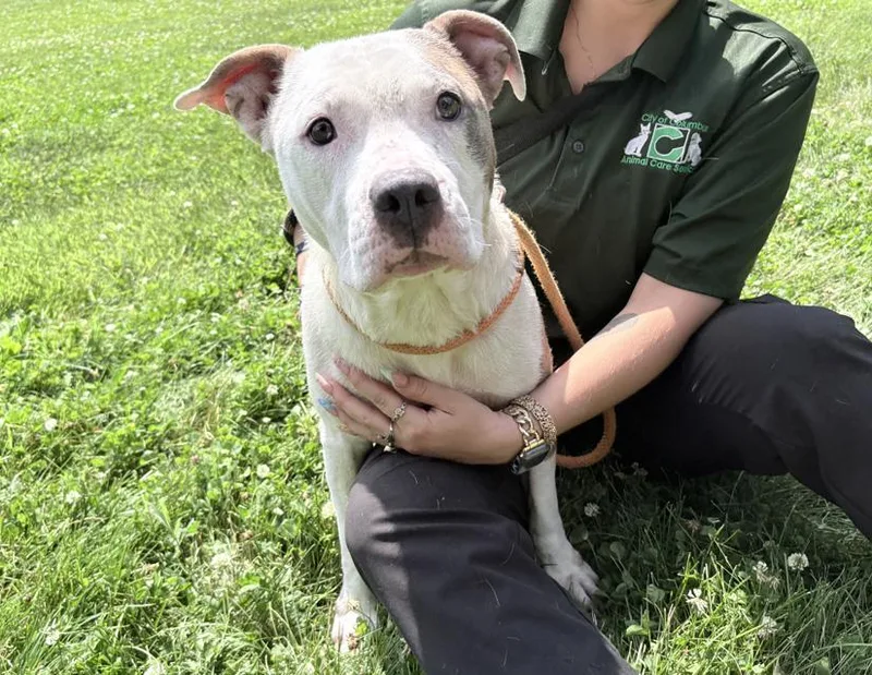 An adult medium-sized female White / Cream Pit Bull Terrier dog named Agatha for adoption in Columbus, IN