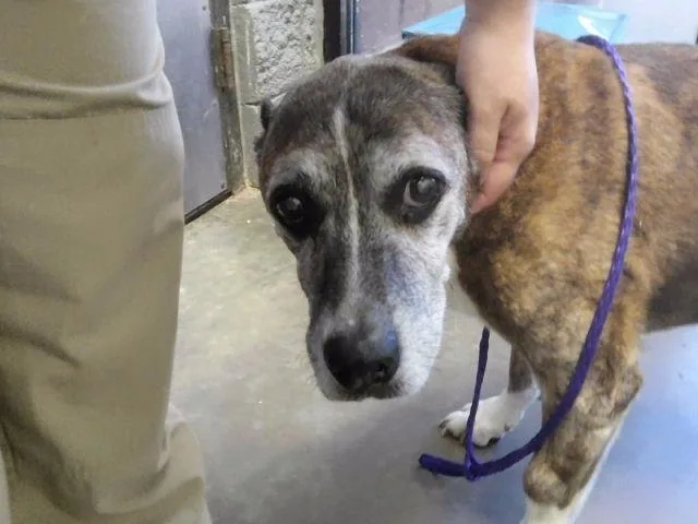 A senior medium-sized female Boxer dog named Taigrah for adoption in Tulsa, OK