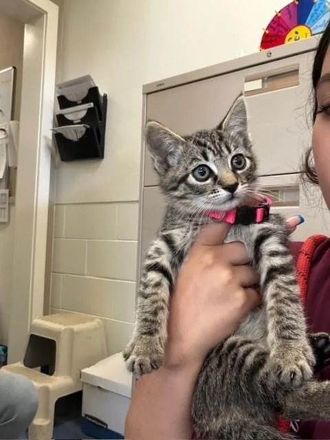 A baby small-sized male Domestic Short Hair cat named Grover for adoption in Santa Maria, CA