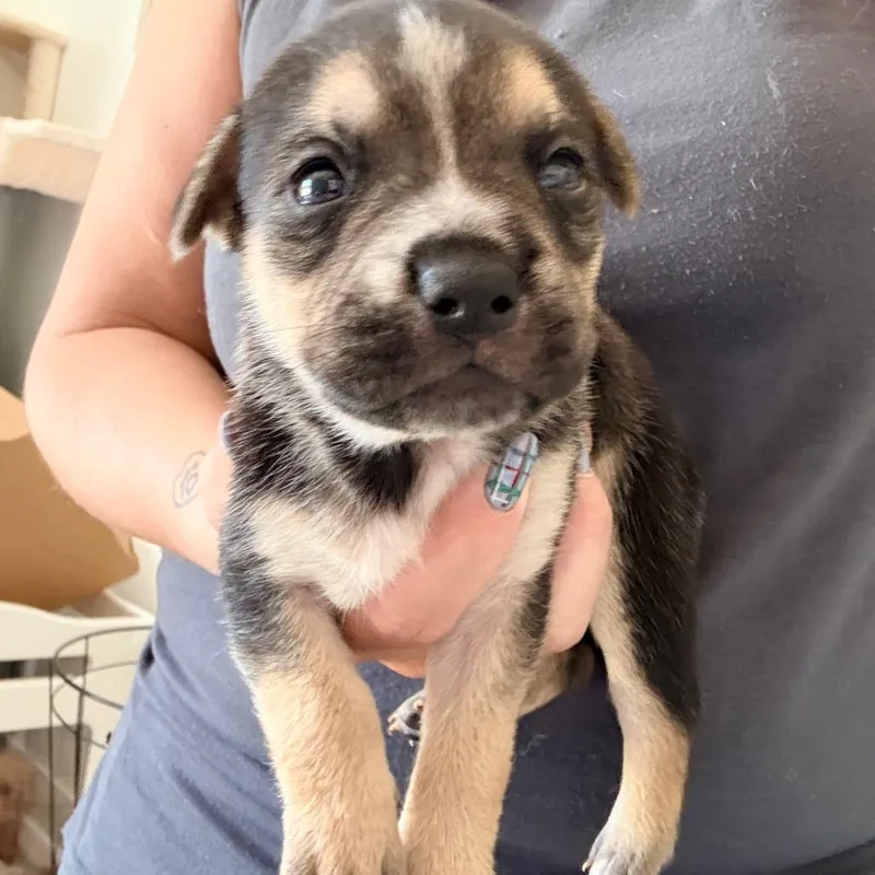 A baby medium-sized female English Bulldog dog named Madison for adoption in Sacramento, CA
