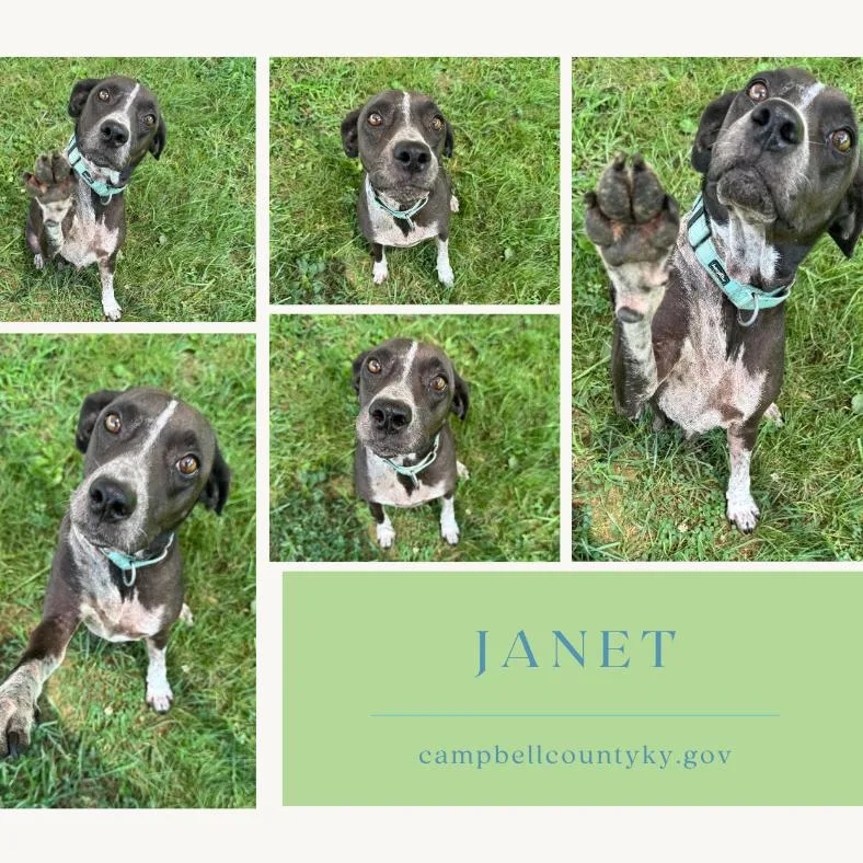 A senior medium-sized female Brown / Chocolate Pointer dog named Janet for adoption in Melbourne, KY