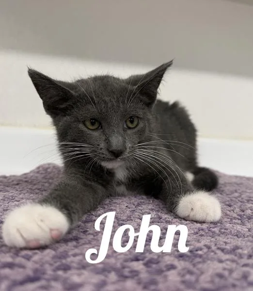 A young medium-sized male White Domestic Short Hair cat named John for adoption in Manistee, MI