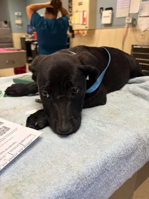 A baby small-sized female German Shepherd Dog dog named Holly for adoption in Riverside, CA