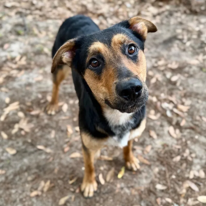 A young medium-sized female Black Mixed Breed dog named Mischa for adoption in Milton, FL