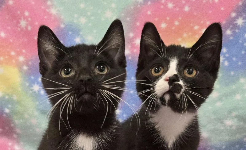 A baby medium-sized female Black & White / Tuxedo Domestic Short Hair cat named Sequoia & Rainier for adoption in Manitou Springs, CO