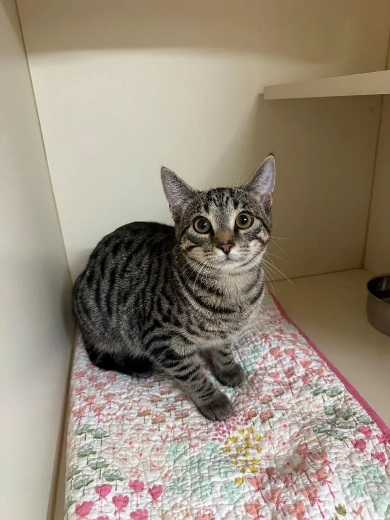 A baby small-sized female Domestic Short Hair cat named Tabitha for adoption in Hastings, MI