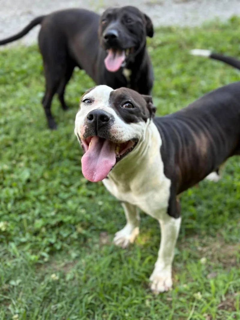 An adult large-sized female Black Mixed Breed dog named Cora for adoption in Leitchfield, KY