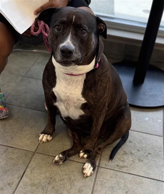 An adult medium-sized female American Staffordshire Terrier dog named Baela for adoption in San Antonio, TX
