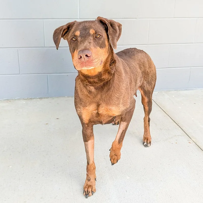 An adult large-sized female Brown / Chocolate Doberman Pinscher dog named Rosie for adoption in Lancaster, SC