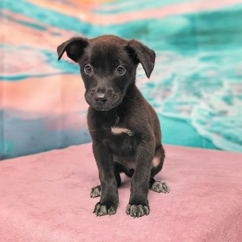 A baby medium-sized female Black Jack Russell Terrier dog named Gigi for adoption in Griswold, CT