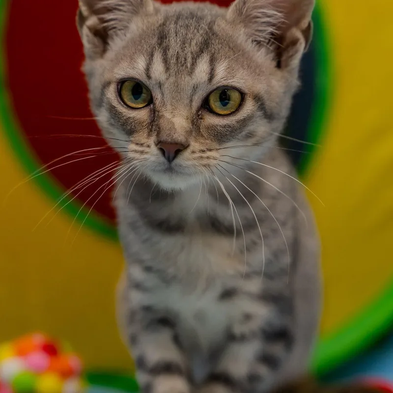 A baby medium-sized male Tabby (Gray / Blue / Silver) Domestic Short Hair cat named Friendly Fred for adoption in Alexandria, IN