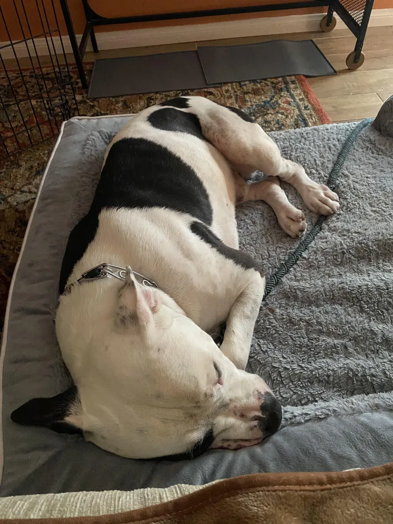 An adult large-sized male Bicolor Pit Bull Terrier dog named Bucket for adoption in Cool, CA