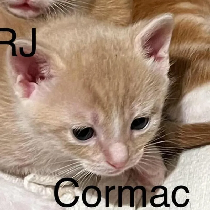 Cormac the Lyan thumbnail 2