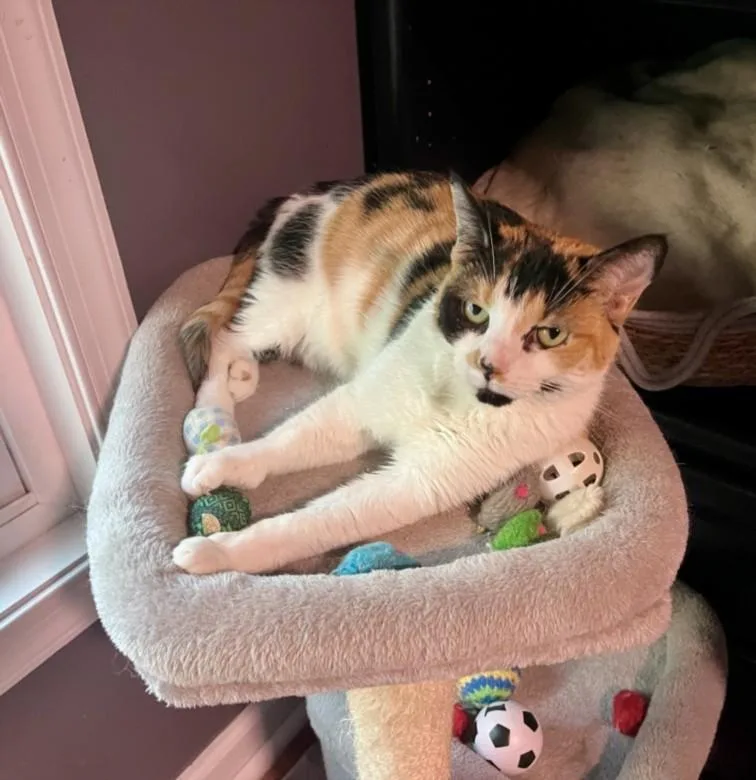 Pretty Girl