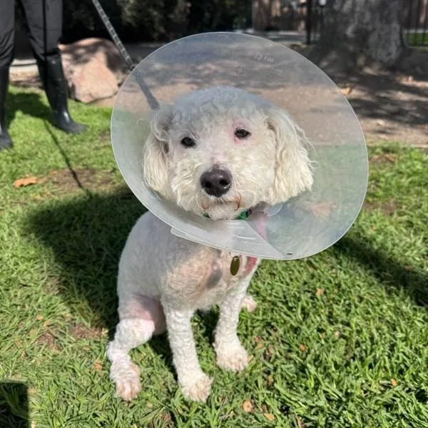 An adult small-sized male Poodle dog named Maximus for adoption in Oakland, CA
