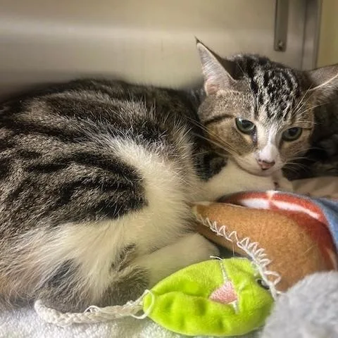 An adult medium-sized male Tabby (Brown / Chocolate) Extra-Toes Cat / Hemingway Polydactyl cat named Leon for adoption in Margate, FL