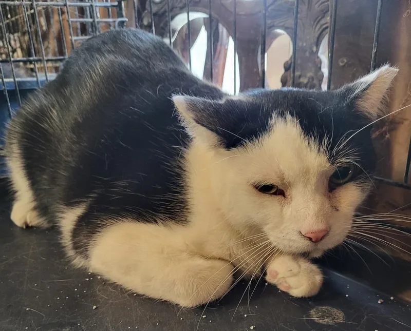 An adult medium-sized male Domestic Short Hair cat named Mr Moo for adoption in St. Louis, MO