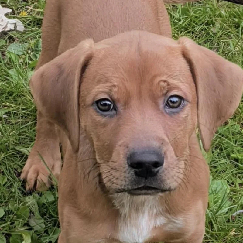 A baby medium-sized male Pit Bull Terrier dog named Copper for adoption in Westland, MI
