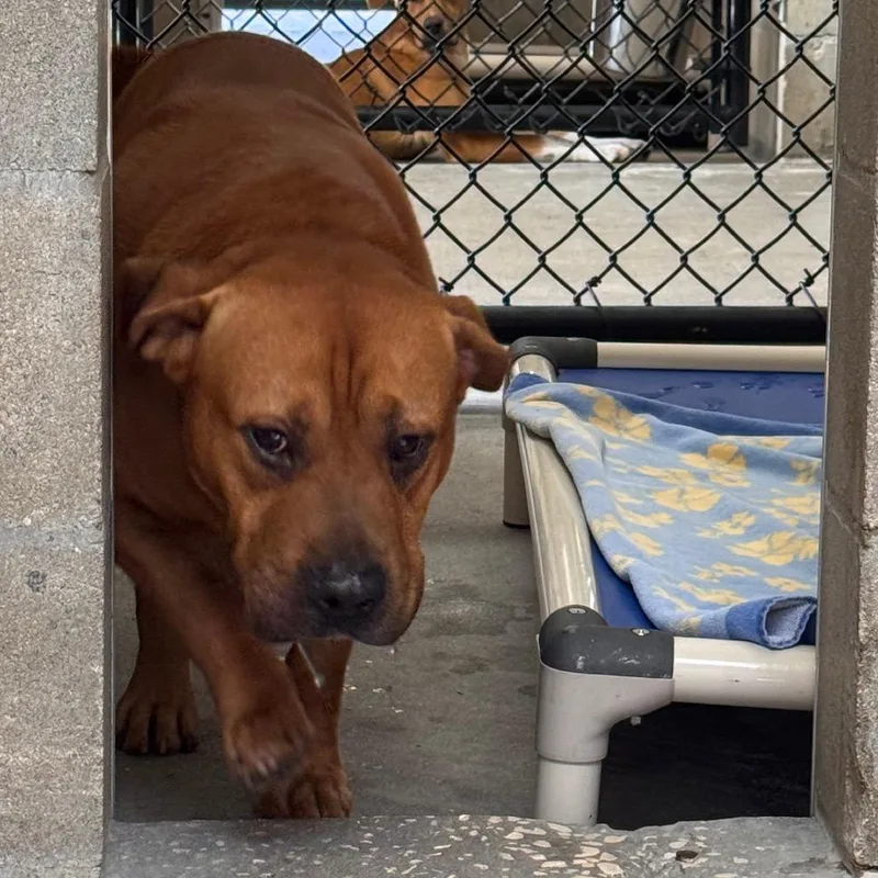 A senior large-sized male White / Cream American Bulldog dog named Bruno for adoption in Clearwater, FL
