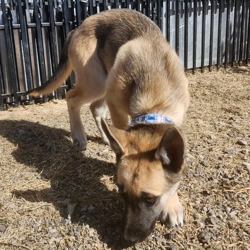 A baby medium-sized male Apricot / Beige Siberian Husky dog named Dark Face Puppy for adoption in Weatherford, TX