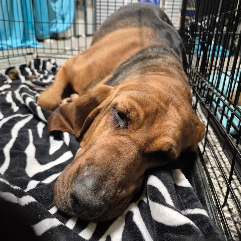 An adult extra large-sized female Brown / Chocolate Bloodhound dog named Maisie for adoption in Chesapeake, VA