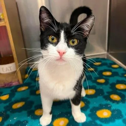 A baby medium-sized female Black & White / Tuxedo Domestic Short Hair cat named Fern for adoption in Warr Acres, OK