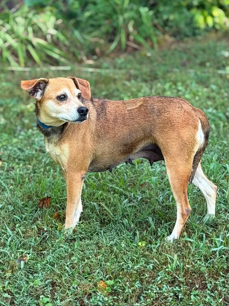 A senior medium-sized female Mixed Breed dog named Missy for adoption in Rochester , NY